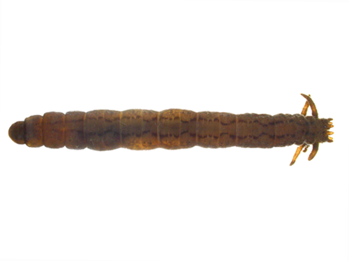 Benthic specimen